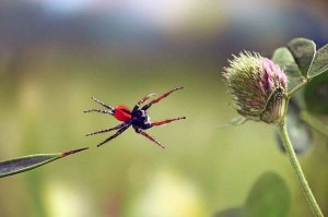 Create meme: collection of spiders, Sakhalin tick, spider sakunik