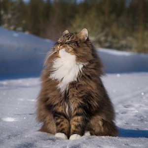 Create meme: the Siberian cat, Norwegian forest cat