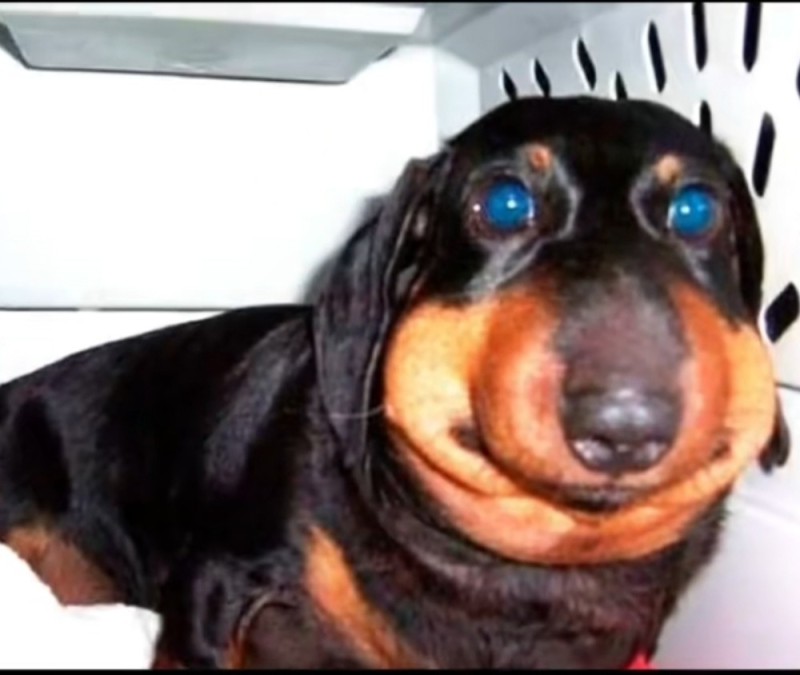 Create meme: Dachshund , dachshund was bitten by a bee, the dachshund is funny