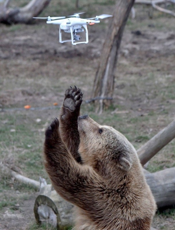 Create meme: bear waving his paw, funny bear, bear wild