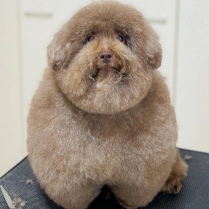 Create meme: breed of poodle, fat poodle, micro poodle