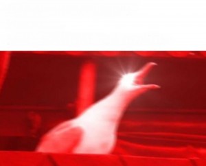 Create meme: screaming Seagull meme, yamero, Blurred image