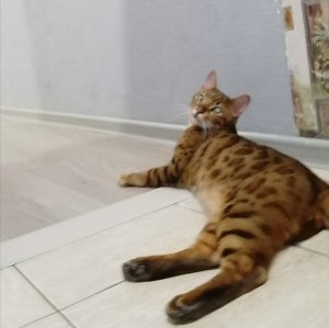 Create meme: Bengal kittens, Bengal cat, Bengal cat