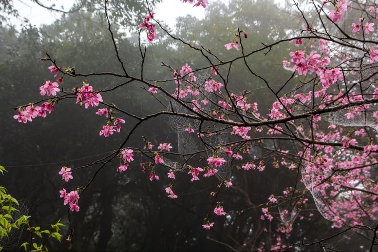 Create meme: cherry blossoms , Sakura , sakura bush