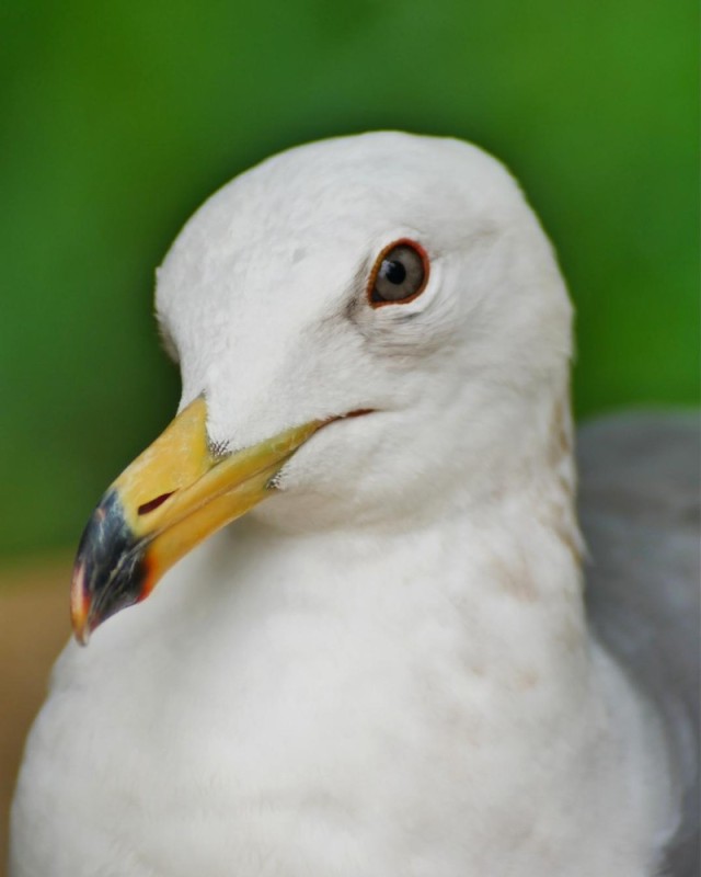 Create meme: Seagull , Seagull bird, herring gull