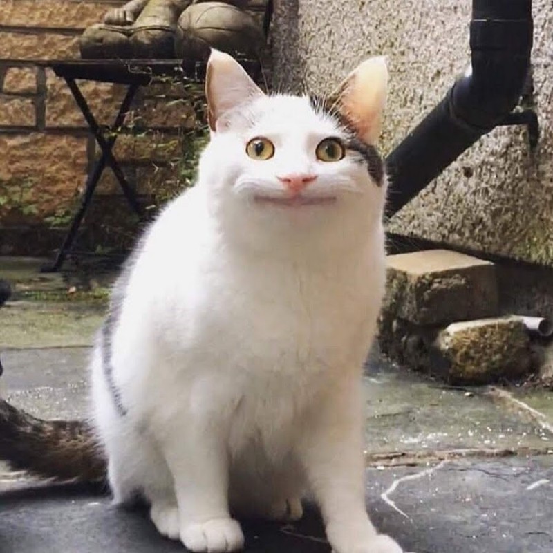 Create meme: cats meme, cat , smiling cat meme