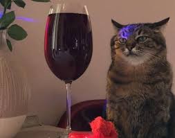 Create meme: cat stepan with a glass, cat with wine, with a glass of wine
