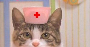 Создать мем: кот кот, кот доктор, кошка доктор
