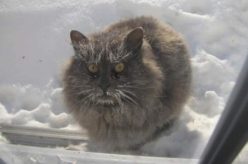 Create meme: frozen cat, siberian cat, cat 