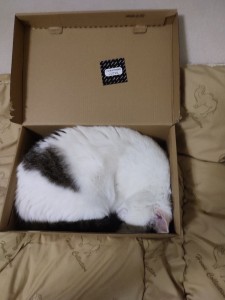 Создать мем: cat, кот спит в коробке, толстый кот в коробке