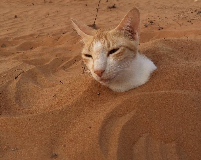 Создать мем: кот, кошки в оаэ, кот песочек