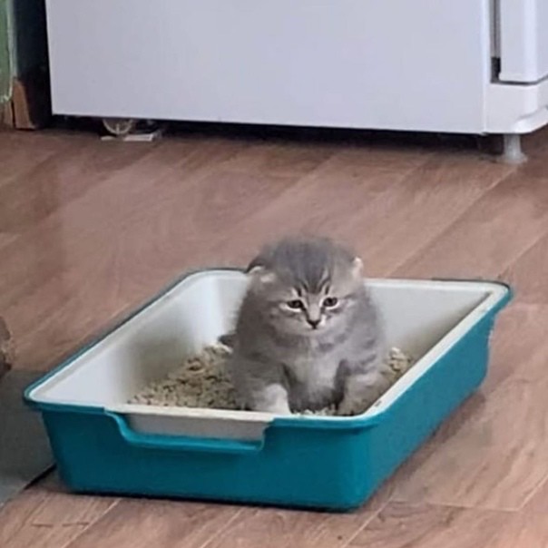 Create meme: tray for kittens, cat , cats 