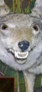 Create meme: wolf, stuffed wolf, stoned wolf