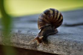 Create meme: snail , giant snail , snail macro photography