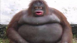 Создать мем: uh oh stinky, жирная обезьяна мем, стинки горилла
