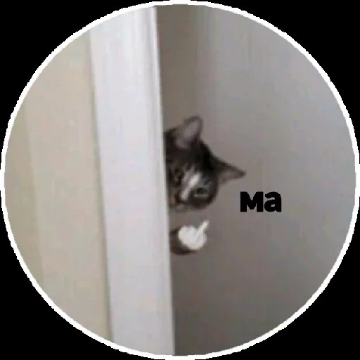 Create meme: the cat looks out from around the corner, cat , cat 