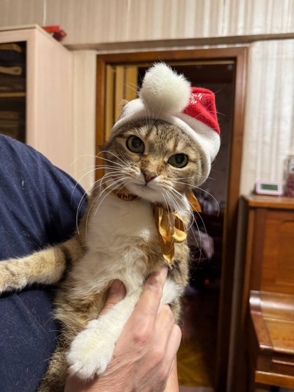 Create meme: cat , Christmas cats, a cat in a New Year's hat