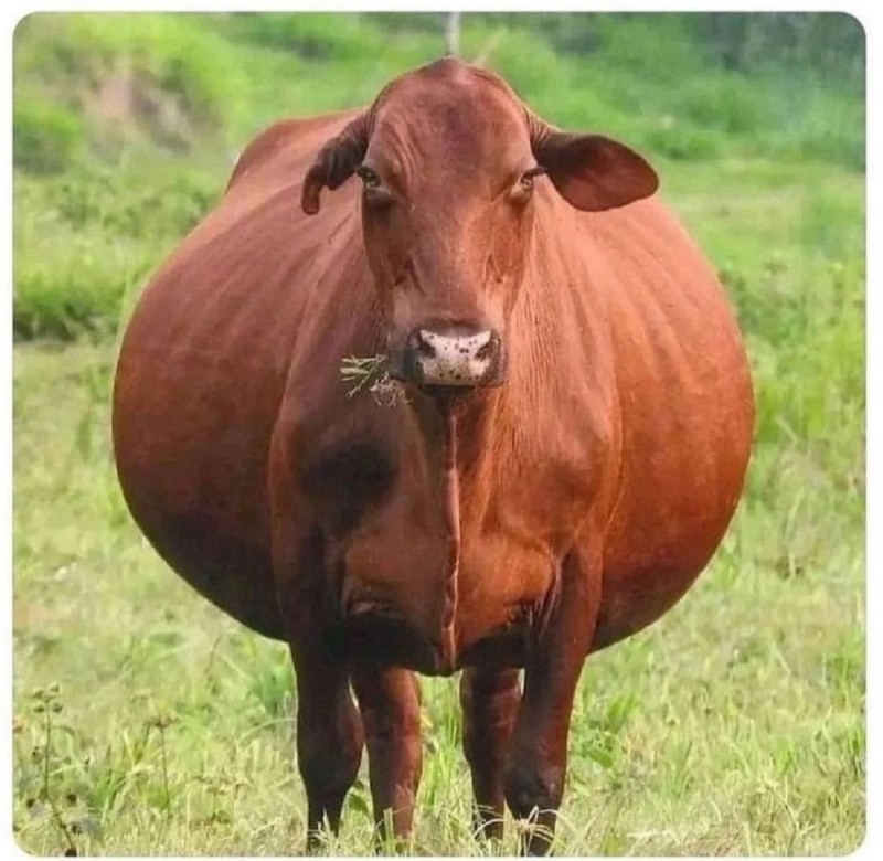 Create meme: the red Gorbatov breed of cows, cow , Krasnogorbatov breed of cows