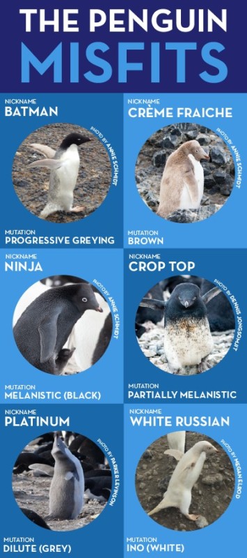 Create meme: penguin Adelie, penguin , antarctica adelie penguins