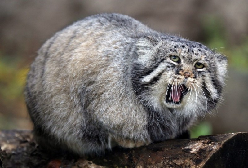 Create meme: cat manul , manul , manul pallasov the cat