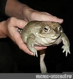 Create meme: toad frog, meme keep the toad, hold the toad original