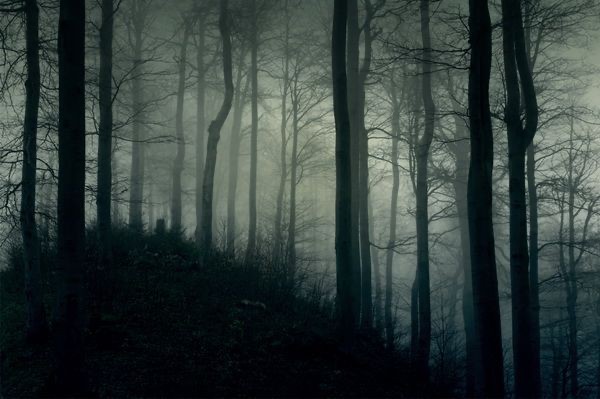 Создать мем: густой лес, темный туманный лес, мрачный лес