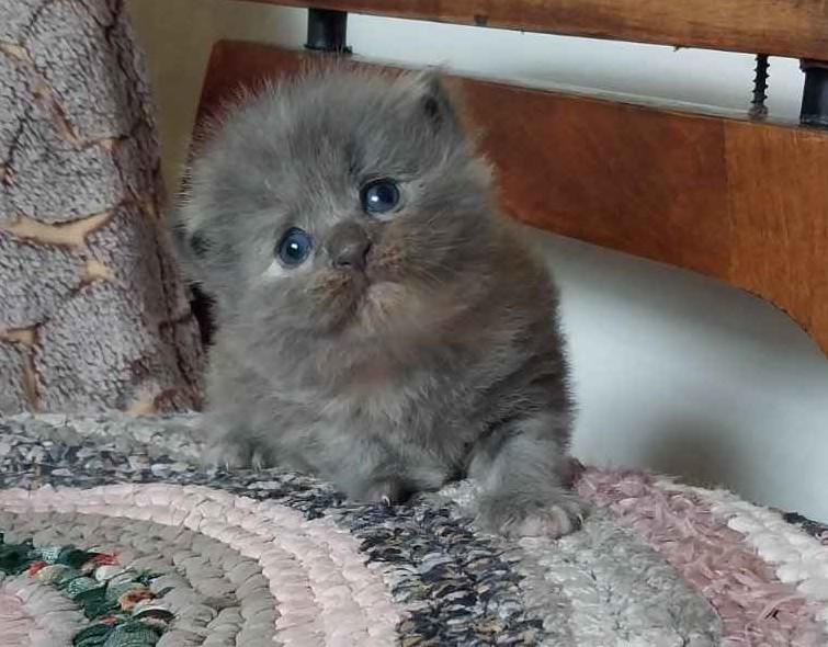 Create meme: The lop-eared kitten, The Persian kitten, The Scottish kitten