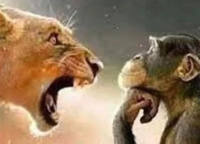 Create meme: lion , lioness , animal predators