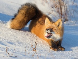 Create meme: vulpes vulpes, vulpes, chanterelle