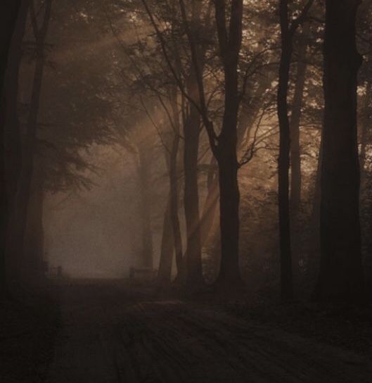 Create meme: gloomy landscapes, the forest dark, forest misty