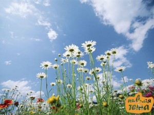 Create meme: flowers in the sky, field of Daisy flowers, Daisy in the field