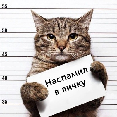 Create meme: the cat wanted, cat , cat Kotovsk 