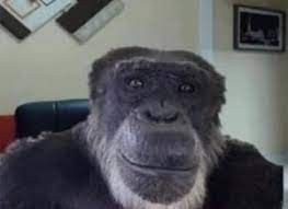 Create meme: chimp meme