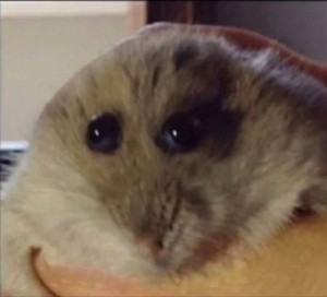 Create meme: hamster funny