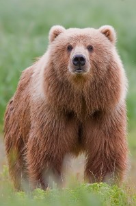 Create meme: grizzly bear, Kodiak bear, bear bear