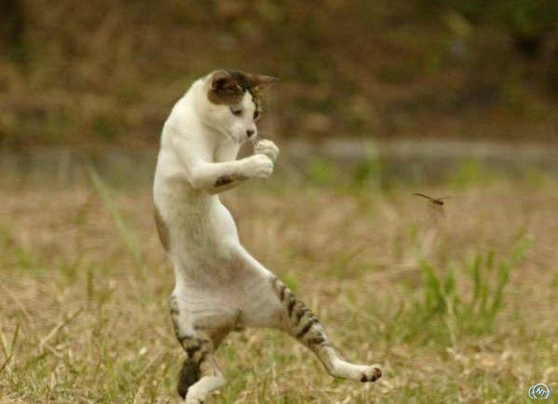 Create meme: jumping cat, cat , cat karate