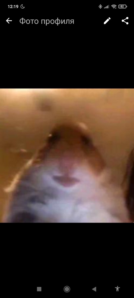 Create Meme Hamster Hamster Meme A Scared Hamster Pictures Meme Arsenal Com