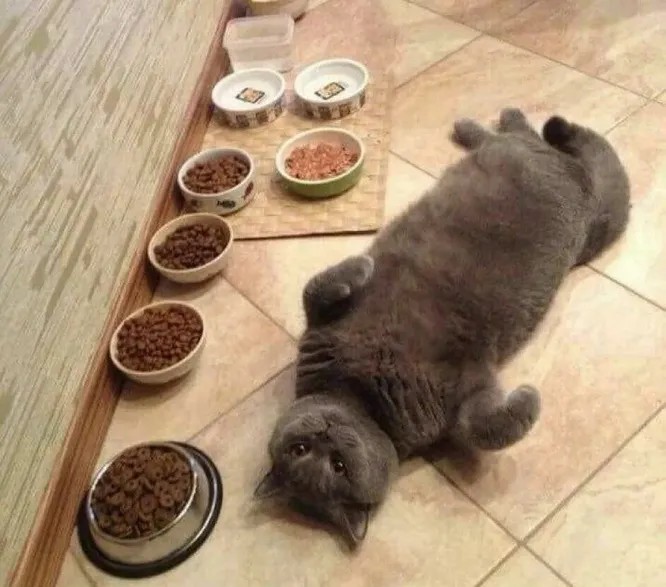 Create meme: seals with food, cat and food, cat 