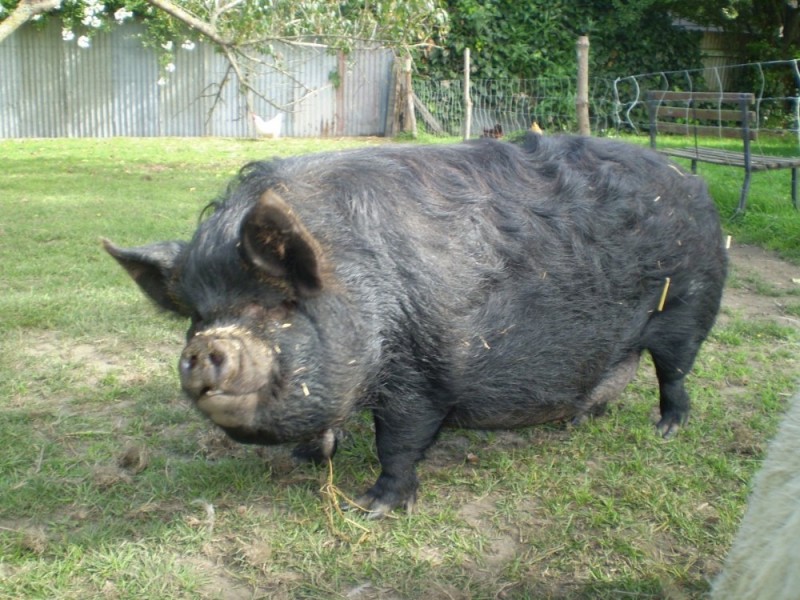 Create meme: boar boar boar pig, the pig is fat and black, chinese lop - bellied pig