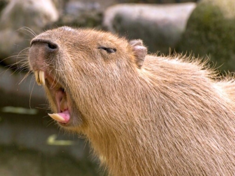 Create meme: the capybara , a pet capybara, rodent capybara