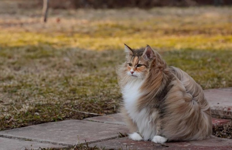 Создать мем: норвежский лесной кот, норвежская лесная кошка, кошка