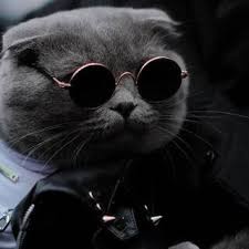 Create meme: stylish cat