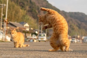 Create meme: cat, funny cats, the dancing cat