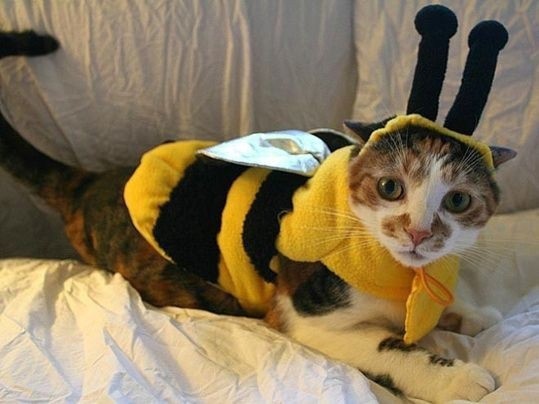 Создать мем: костюм пчелки для кошки, кот в одежде пчелы, котик в костюме пчелы