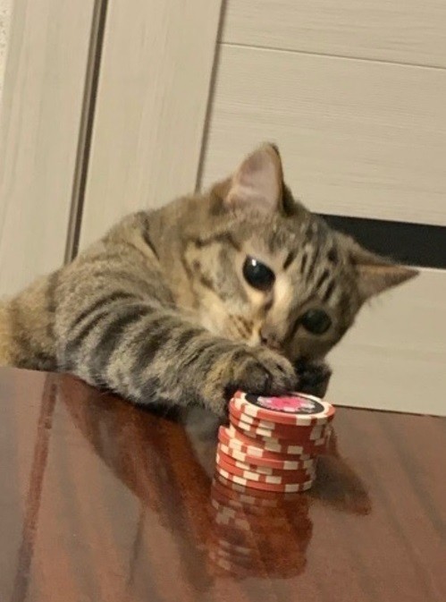 Создать мем: котик покер мем, кот рис, кот покер