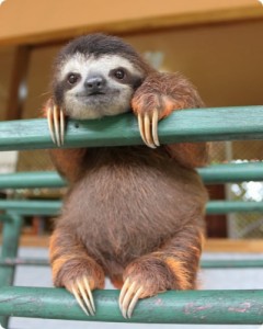 Create meme: baby animals, funny sloths, sloth