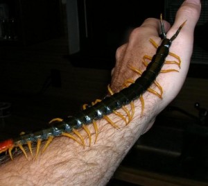 Create meme: centipede & millipede, centipede joke, scolopendra