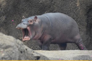 Create meme: common Hippo, Hippo