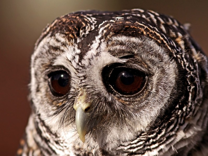 Create meme: The eyes of owls, the mottled owl is unclear, motley obscurity