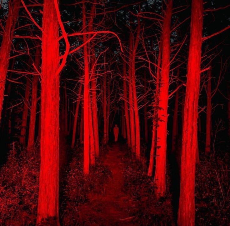 Create meme: forest , scary forest, night forest 